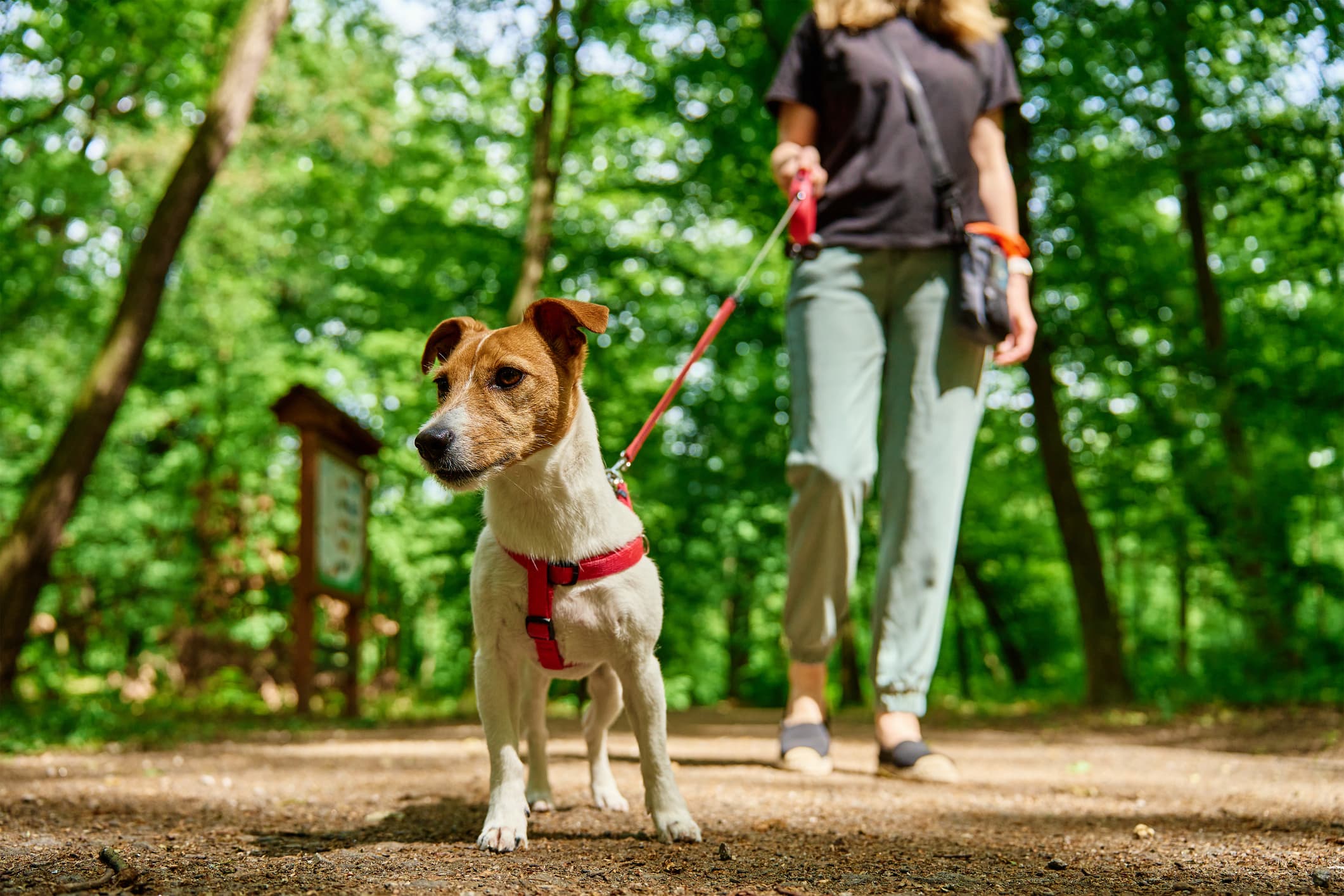 The Walk Talk: Leash Manners & Outdoor Confidence
